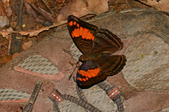 Adelpha mesentina