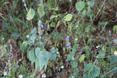 Salvia leptostachys