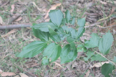 Flacourtia indica