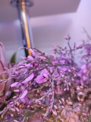Magnoliopsida
