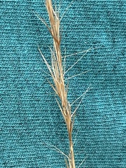 Aristida stricta