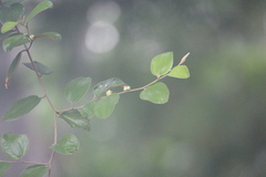 Ziziphus oenopolia