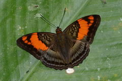 Adelpha mesentina