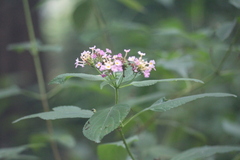 Lantana camara