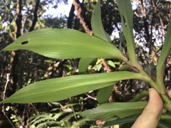 Dubautia raillardioides