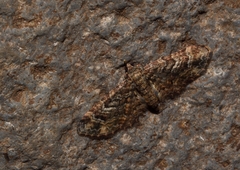 Gymnoscelis insulariata