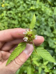 Melochia corchorifolia