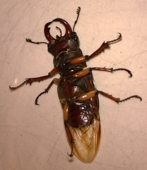 Lucanus capreolus