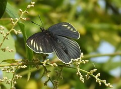 Chlosyne ehrenbergii