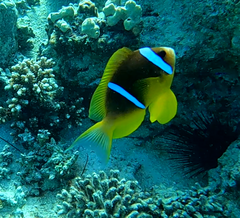 Amphiprion bicinctus