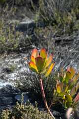 Leucadendron strobilinum