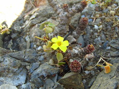 Oxalis megalorrhiza