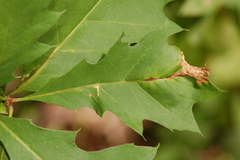 Neurobathra strigifinitella
