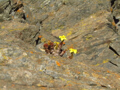 Oxalis megalorrhiza