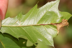 Neurobathra strigifinitella