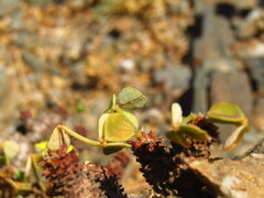 Oxalis megalorrhiza