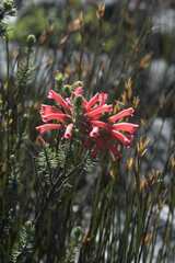 Erica abietina
