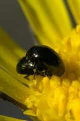 Phalacridae