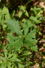 Neurobathra strigifinitella