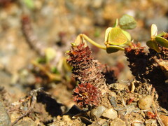 Oxalis megalorrhiza