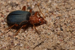 Brachinus
