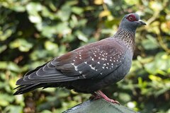 Columba guinea phaeonota