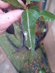 Brachychiton populneus