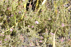 Diastella divaricata divaricata