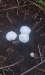 Leucocoprinus cretaceus