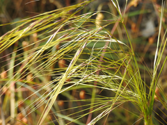 Austrostipa rudis
