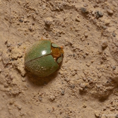 Paraneda viridescens