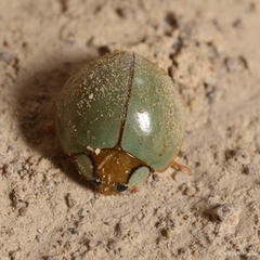 Paraneda viridescens