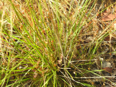Austrostipa rudis