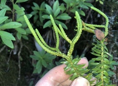 Phlegmariurus phyllanthus