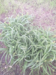 Hypoxis hemerocallidea