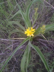 Hypoxis hemerocallidea