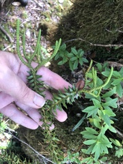 Phlegmariurus phyllanthus