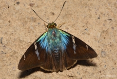 Astraptes fulgerator azul