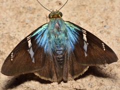 Astraptes fulgerator azul
