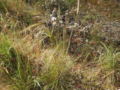 Austrostipa rudis