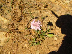 Scabiosa
