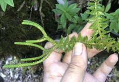 Phlegmariurus phyllanthus