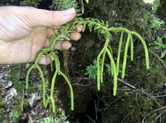 Phlegmariurus phyllanthus