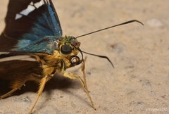 Astraptes fulgerator azul