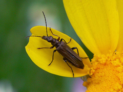 Oedemera