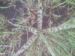 Ledebouria luteola