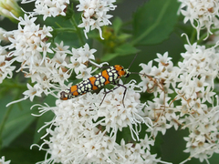 Ageratina havanensis