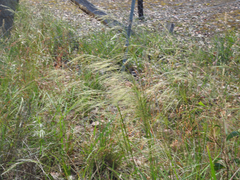 Austrostipa rudis