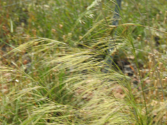 Austrostipa rudis