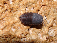 Trachelipus